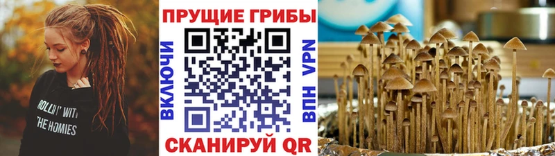 купить наркотики цена  Катайск  Галлюциногенные грибы мицелий 